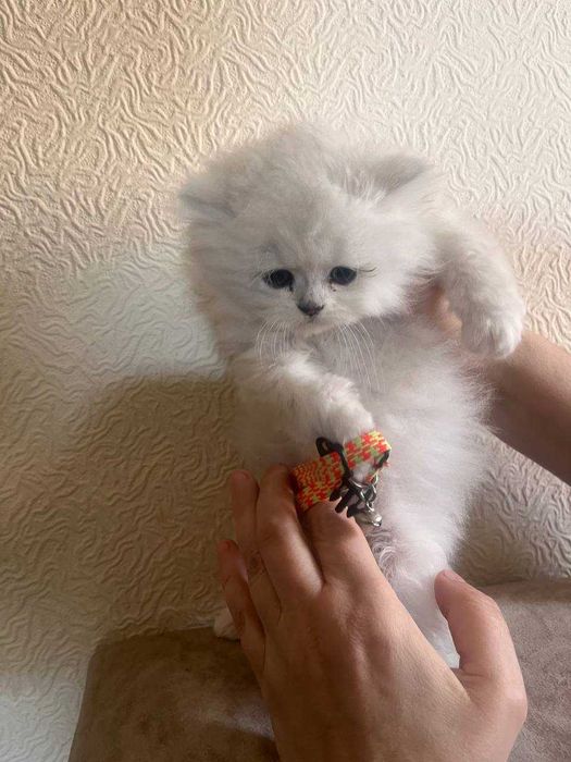 kotyata winwili 2 maljika i odna devojka 2 mesyaza