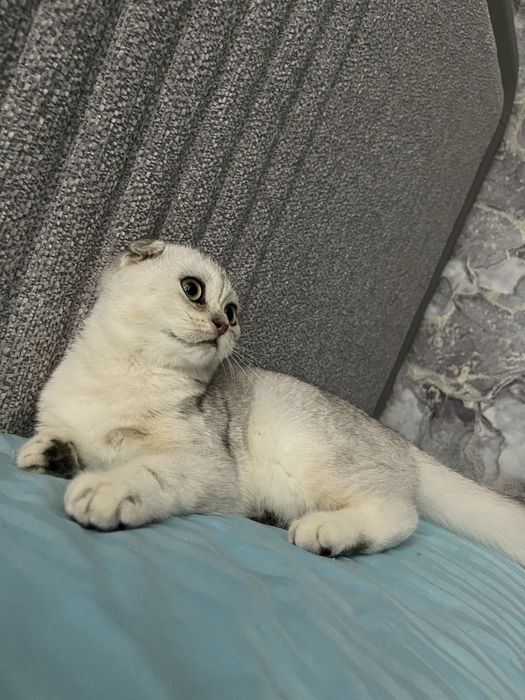 Милый котёнок ищет дом