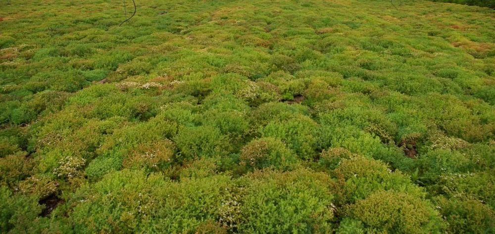 Пакет за озеленяване на гробно място със седуми GREЙNA