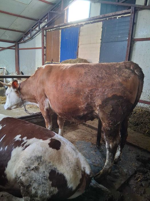 Vand junele gestante