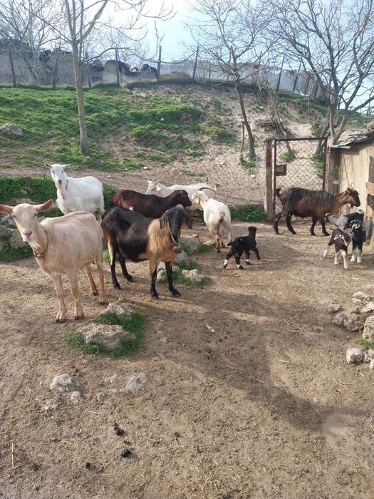 Млади млечни кози