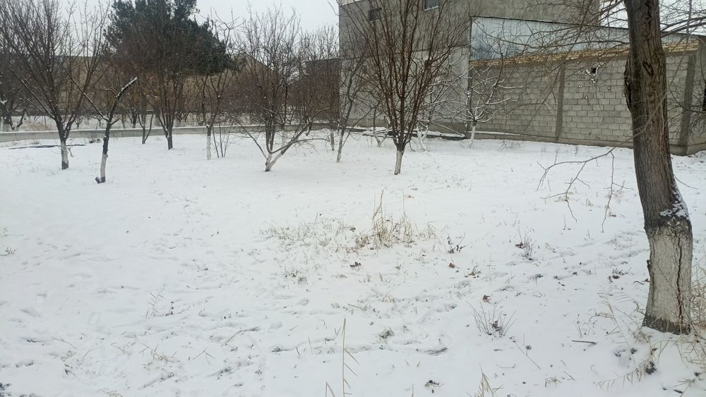 Dakumenti noturar auktsionda olingan