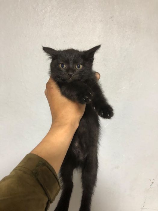 Отдам даром котёнка