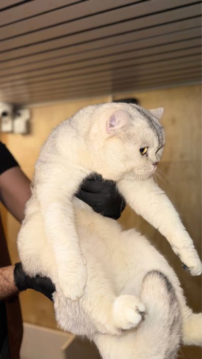 Ищем невесту для нашего красавчика-кота