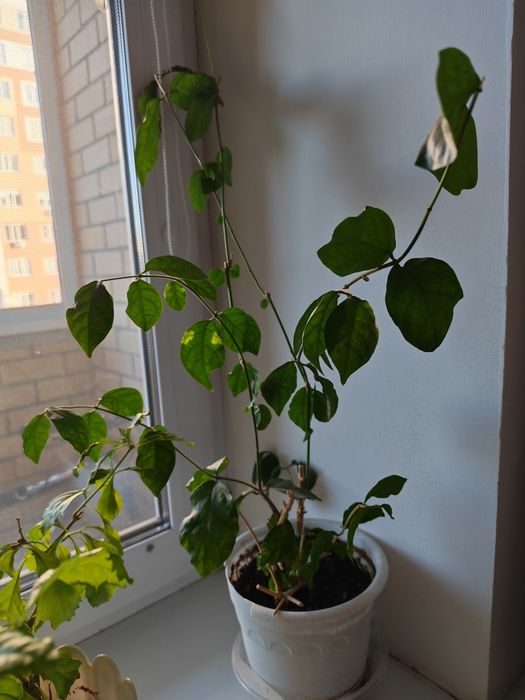 Комнатные цветы, цены от 2000