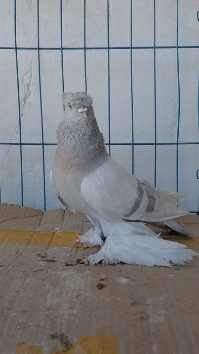 Голуби игровых кровей
