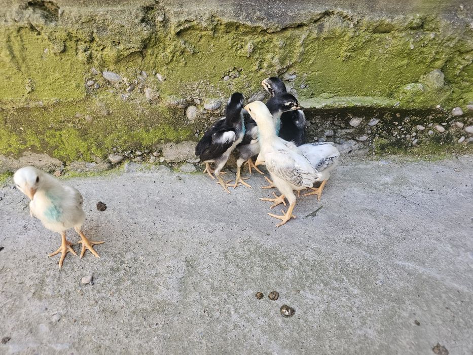 О шамо империя балапандары сатылады