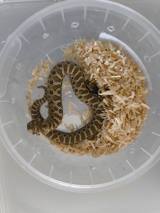 Свиненоса Змия / Heterodon nasicus