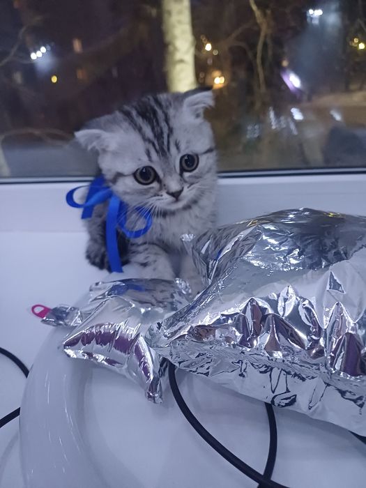 Котята скоттиш фолд