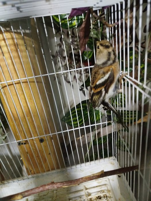 Вюрок самка                  .