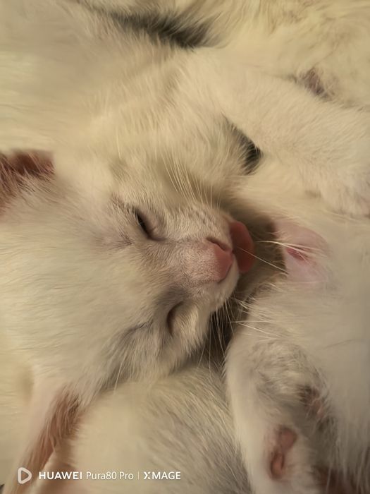 Марғау , котята сатылады