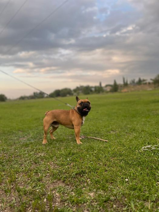 Вязка французский бульдог