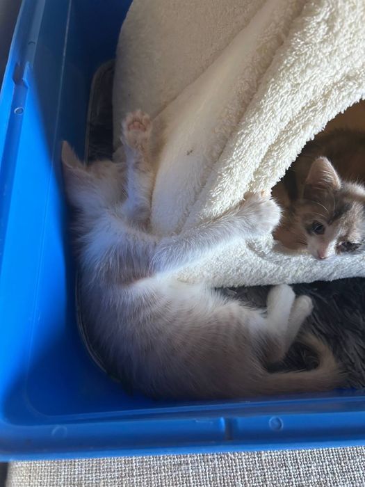 отдам котят в добрые руки