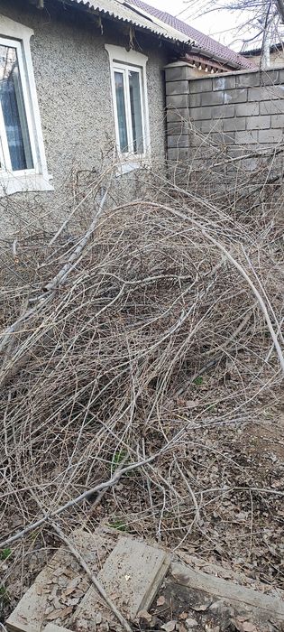 Отдам даром в г. Каскелен