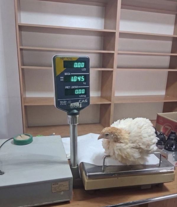 De vânzare puii bio