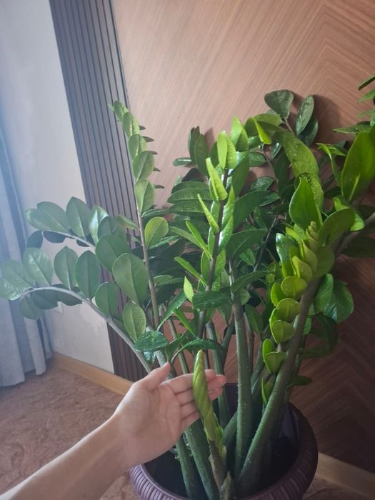 Цветы для офиса комнатные