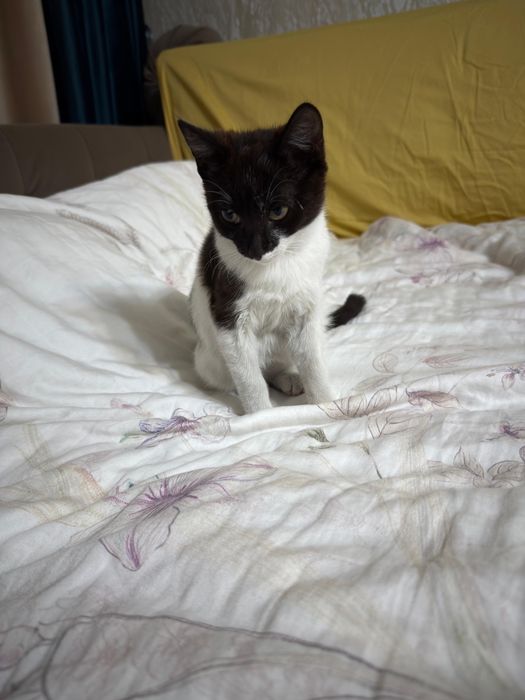 Котенок девочка в добрые руки