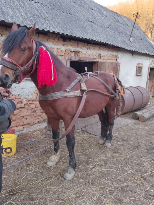 Vând armăsar de 4 ani