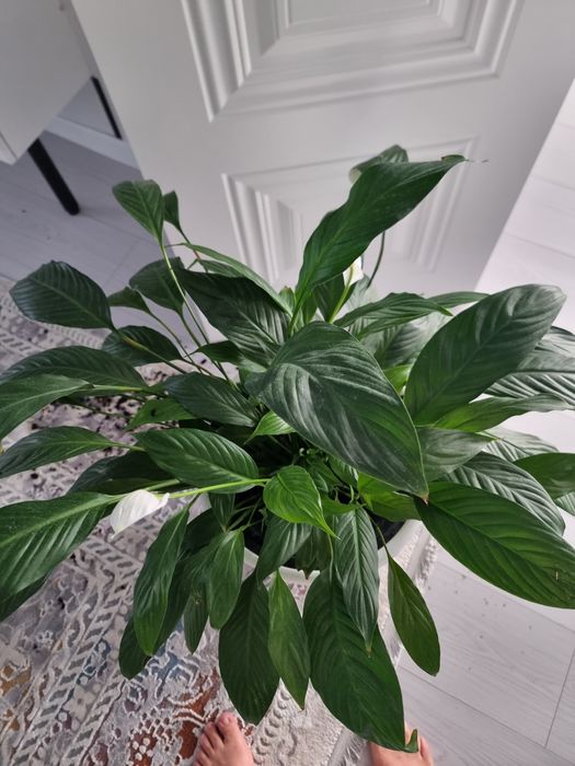 Комнатные цветы айел бақыты