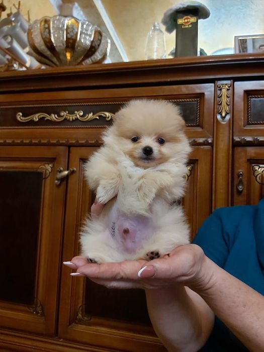 Шпицы щенки на бронь