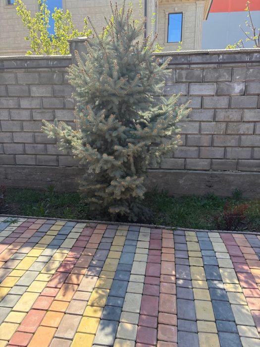 Голубая ель трех летний