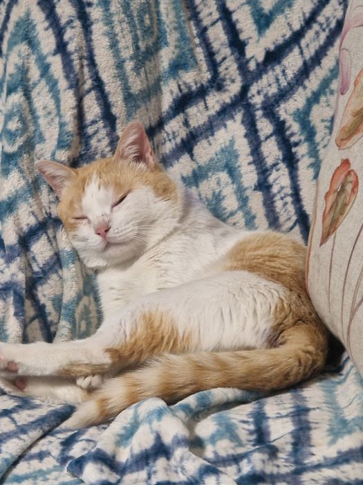 Кот в добрые руки