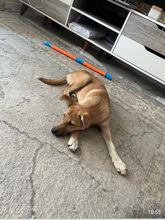 Отдам в любящие добрые руки