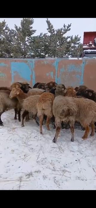 Бараны, овцы, қой, тоқты сатылады