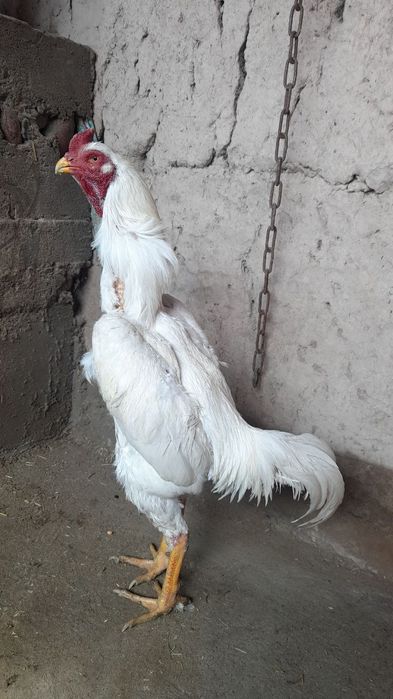 Кытай дакан кораз сатылады срочно