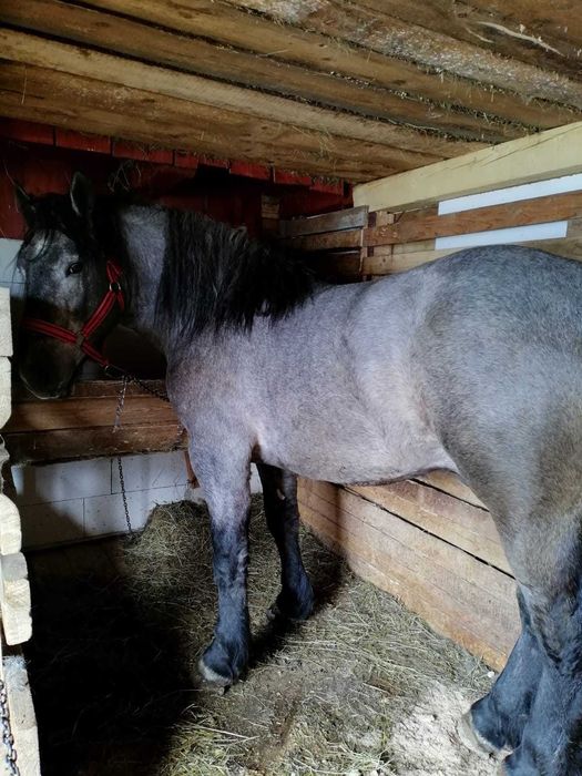 Vând mânz de doi ani ,rasa Percheron