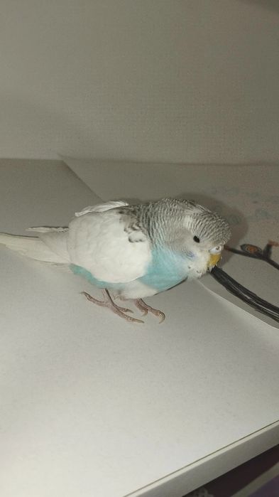 Попугай продаю попугаев