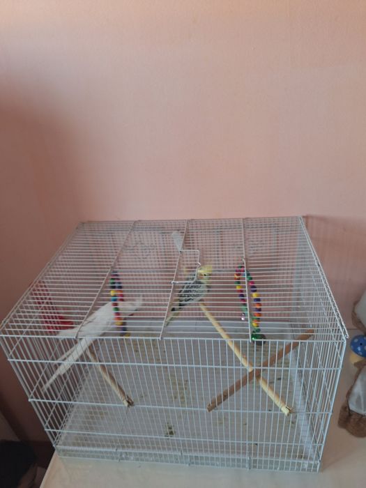 Поющие Кареллы  папугай +клетка