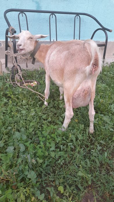 Заанински парода