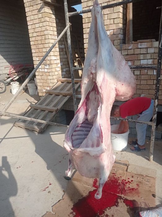 Qoylar qochqorlar sotamiz jivoy vesga 90.000 mingdan  kilosga 140.000