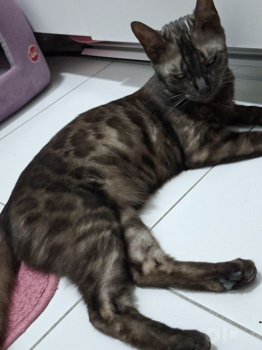 Bengal. Toza qonli bengal mushuk. Bengal mushuk. Mushuk.