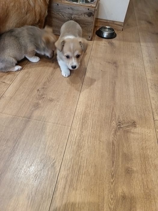 Корги Пембург бебета