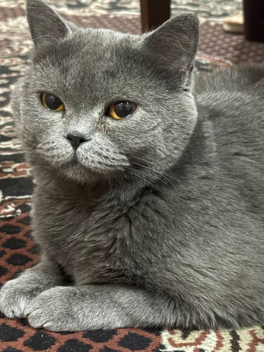 Британская короткошёрстная кошка