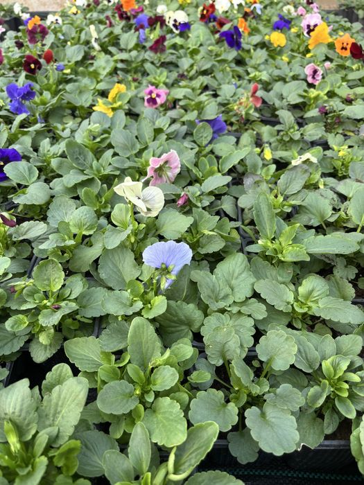 Едроцветни теменужки