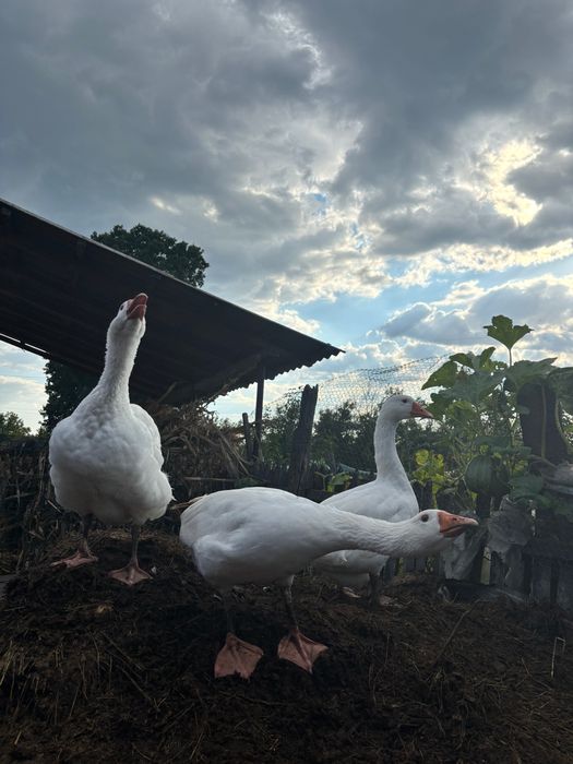 Gâște de curte – crescute natural