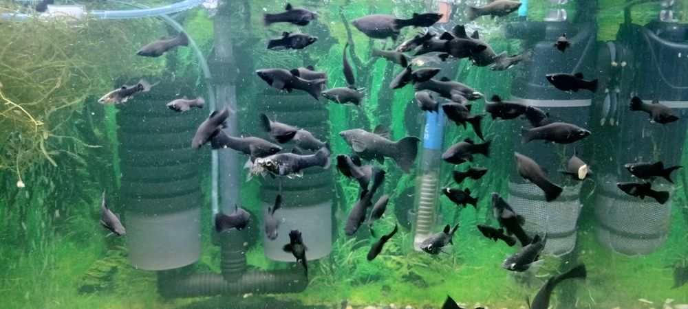 Vând pești de acvariu gupy.moly și xifo