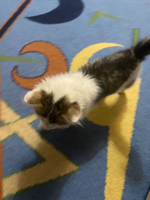 Котенок Мейн кун