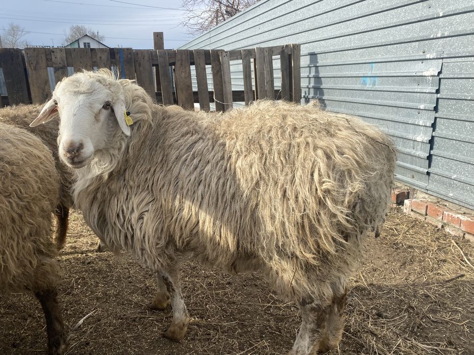 Продам баран кошкар
