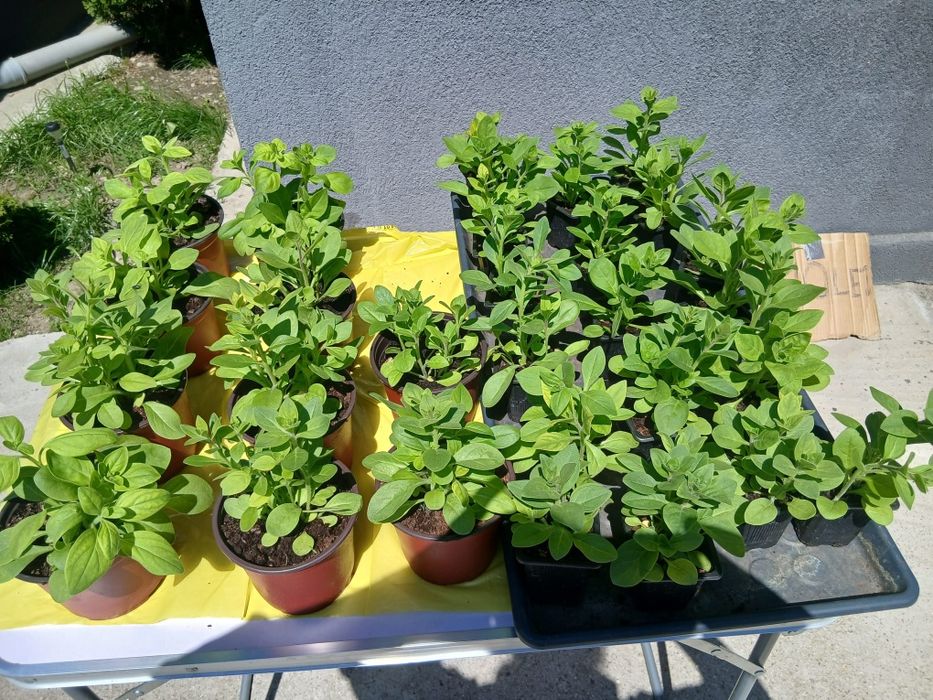 Mușcate!  10 lei bucata