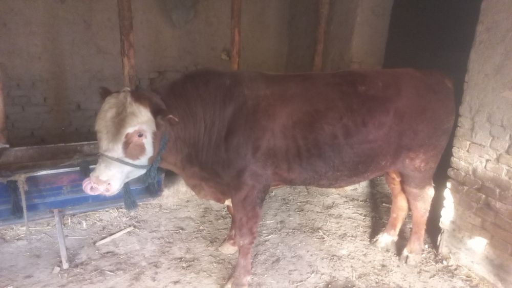 Buqa zo'r yeb ichishi zo'r