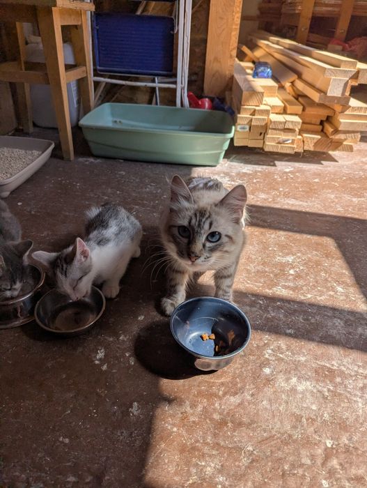 Donatii pisica cu doi pisoi