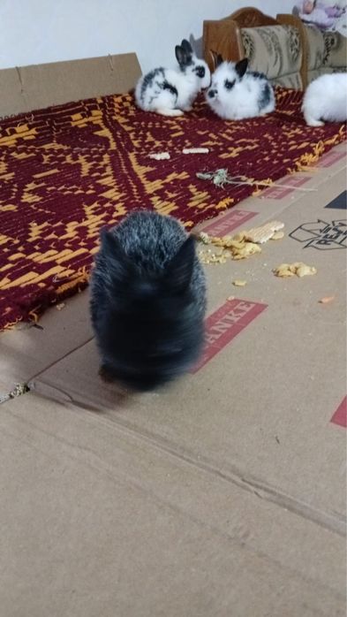 Iepuri mini cap de leu