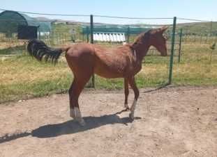 Axalteke otlar sotiladi. Axalteke Turkman zotdor otlari.