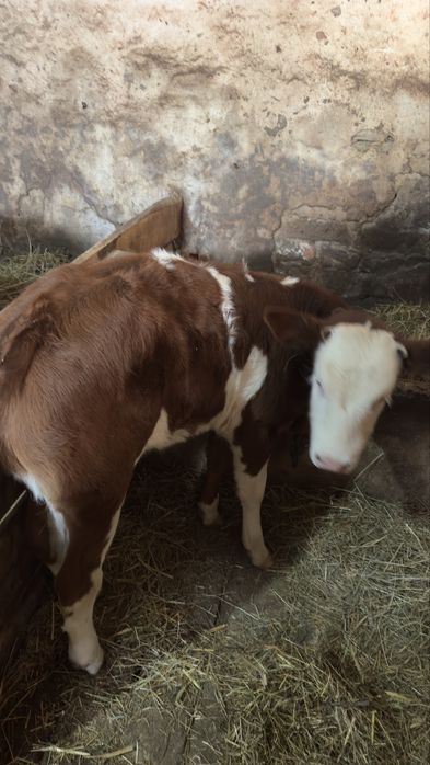 Vând 2 vițele…..