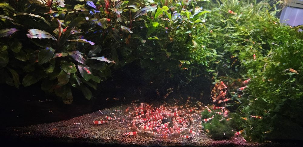 Vand creveti acvariu caridina Crystal Red