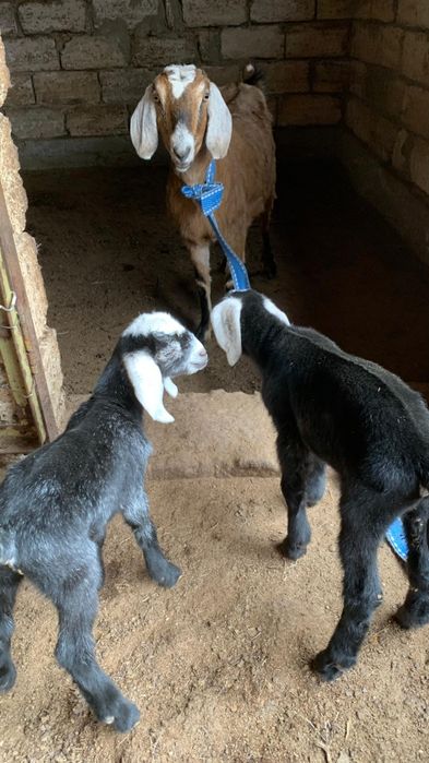 Англонубииская коза